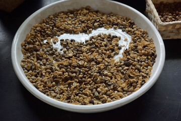 Luwak coffee beans on a plate