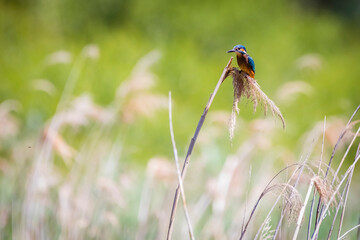 Eisvogel - Kingfisher - Alcedo atthis