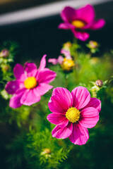 Obraz premium Blütentraum