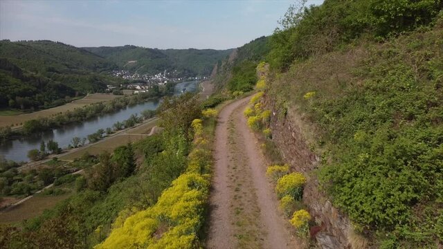 F&auml;rberwaid bl&uuml;ht am Apolloweg Valwig im Moseltal im Fr&uuml;hling