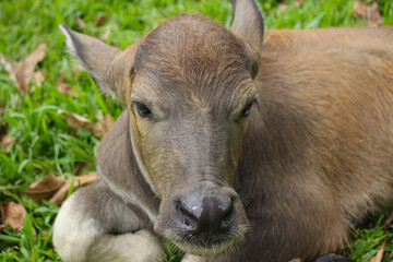 Cute baby buffalo in farm,Cute animal. Farmer's friend