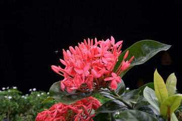 Fototapeta premium King Ixora Chinensis Lamk, Ixora flower, Red spike flower