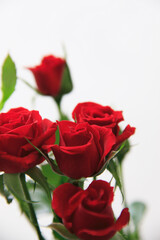 薔薇