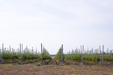 Obraz premium apple orchard