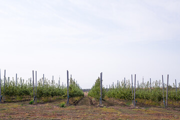 Obraz premium apple orchard