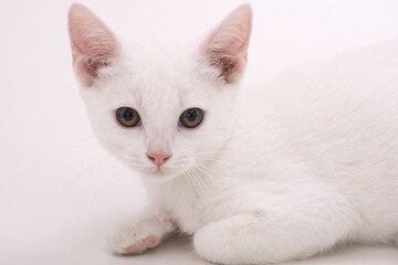 sguardo di gatto bianco a pelo corto 