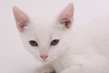 Fototapeta na wymiar sguardo di gatto bianco a pelo corto 