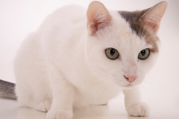 sguardo di gatto bianco a pelo corto 