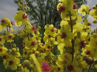 Field with yellow flowers shot with shallow depth of field with the aid of a monocle.