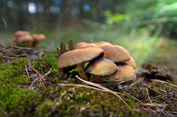 Mushrooms © Łukasz Stuczyński 