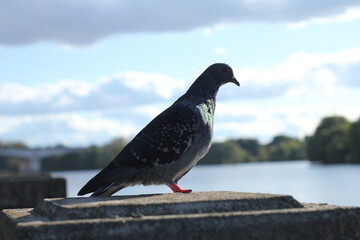 Pigeonity