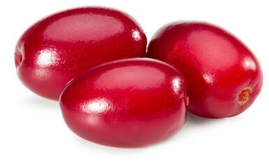dogwood berries isolated on white background. clipping path. full depth of field