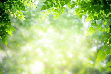 Concept nature view of green leaf on blurred greenery background in garden and sunlight with copy space using as background natural green plants landscape, ecology, fresh wallpaper concept.