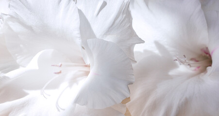 Fototapeta na wymiar Background of white gladiolus flowers close-up, selective focus