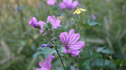 flowers in the garden