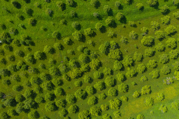 Aerial drone view of an apple orchard