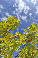 Fall leaves on tree, blue sky in background