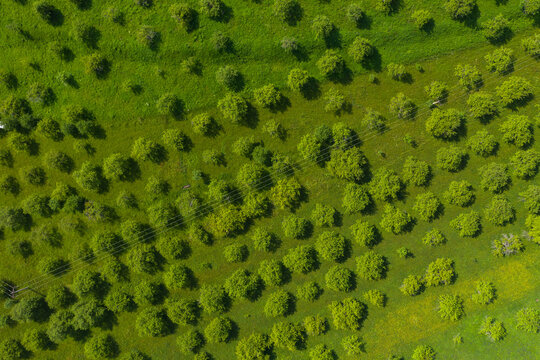 Aerial drone view of an apple orchard