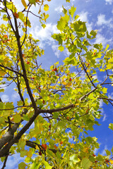 Fall leaves on tree, blue sky in background