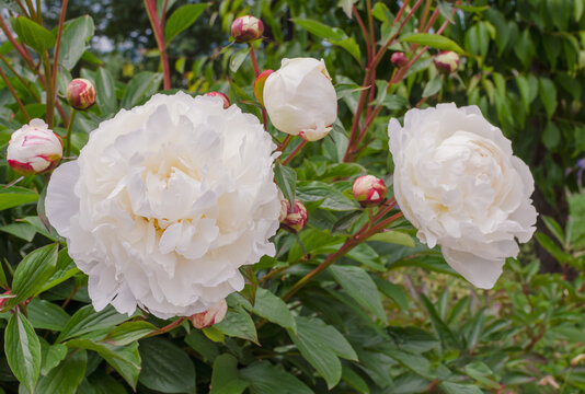 White Paeonia lactiflore "Vesilna" in the botany in Poland. Gorobets, Ukraine.