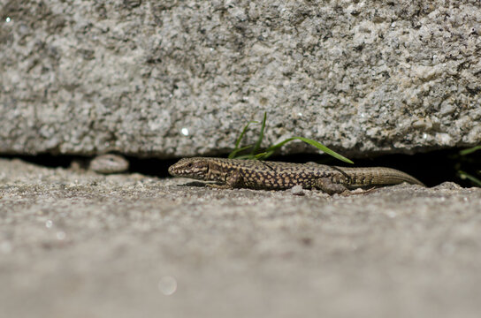Le l&eacute;zard
