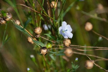 Field of flax flowers. Growing flax in the mountains. Blue flax flowers