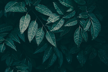 leaves background, dark toned