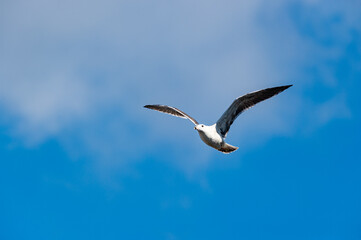Möwe im Anflug