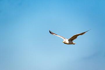 Möwe auf Rügen