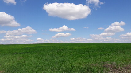 green field and blue sky