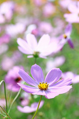 コスモス