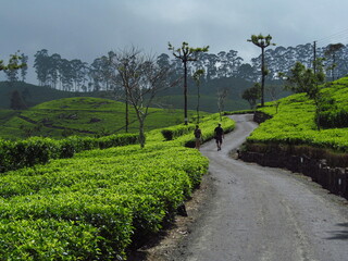 Fototapeta na wymiar tea fields in Sri Lanka