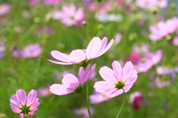 コスモス