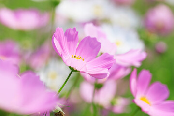 Fototapeta premium コスモス