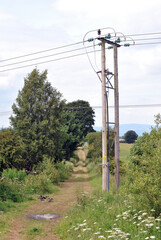 Rough Country Track with Hedges and Wooden Electricity Supply Poles 