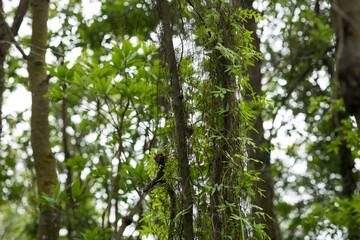Parasitic vine wrapped around tree trunk in tropical forest