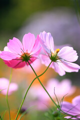 コスモス