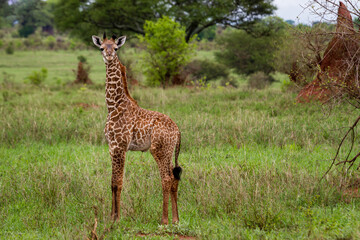 Einzelne kleine Giraffe zur kleinen Regenzeit vor einem Termitenhügel im Tarangire-Nationalpark im Norden Tansanias