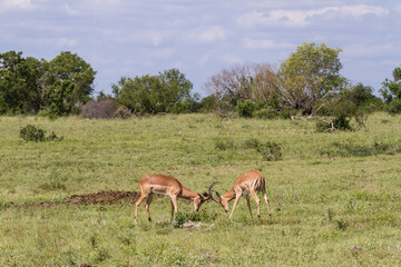 Naklejka na ściany i meble .Male impala (Aepyceros melampus) rams fighting for dominance and locking horns during rutting season in Kruger National Park, South Africa