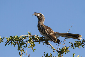 Male african grey hornbill (Lophoceros nasutus) perched on a tree branch against blue sky background in Kruger National Park, South Africa