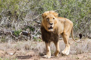 Obraz na płótnie Canvas Closeup of an adult male lion with dark mane walking in Kruger National Park, South Africa