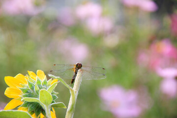 向日葵とアカトンボ