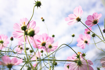 コスモス