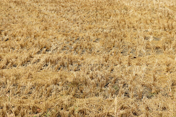 Yellow rice plantation. Background.