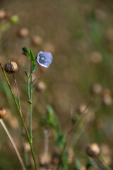 Field of flax flowers. Growing flax in the mountains. Blue flax flowers