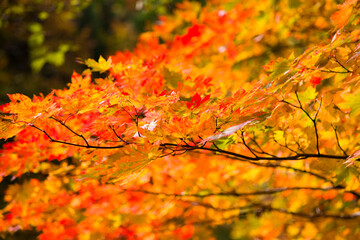 紅葉
