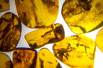 Beautiful amber products of Latvia with a fly in