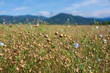 Fototapeta premium Field of flax flowers. Growing flax in the mountains. Blue flax flowers