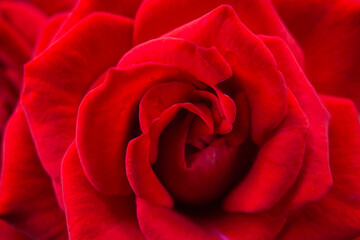 red rose close up