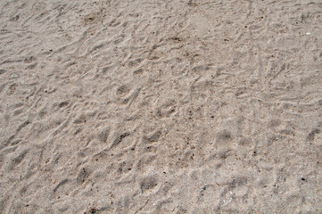 background in the form of a section of sand beach on a clear day